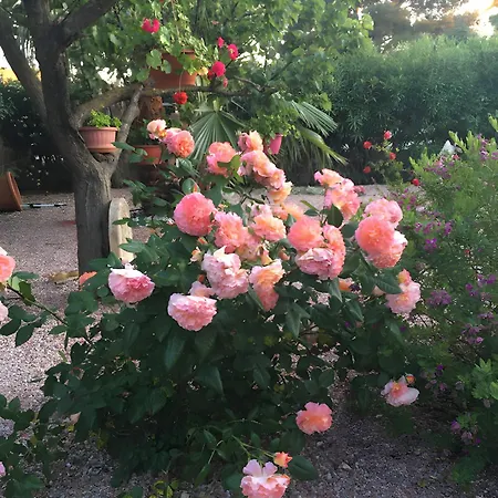 Desiree - D'hote * Agde